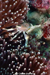 Porcelain Anemone Crab
(Neopetrolisthes maculatus)
Cute... by Claude Steiner 
